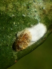 Pulvinaria camelicola