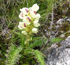 Pedicularis scullyana