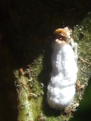 Pulvinaria camelicola