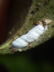 Pulvinaria camelicola