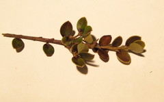 Myrsine nummularia