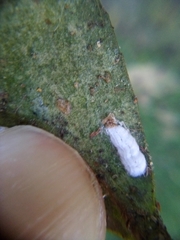 Pulvinaria camelicola