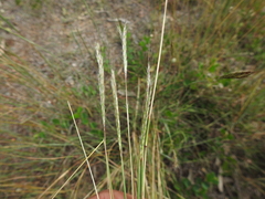 Bothriochloa decipiens