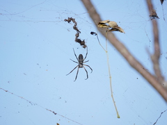 Trichonephila sexpunctata