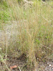 Bothriochloa decipiens