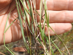 Bothriochloa decipiens