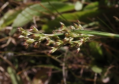 Juncus xiphioides