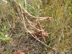 Bothriochloa decipiens