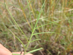 Bothriochloa decipiens