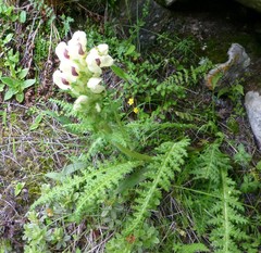 Pedicularis scullyana