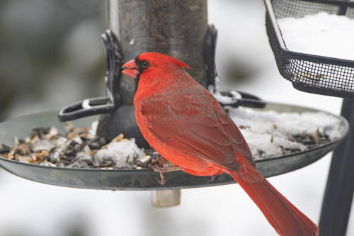 Northern Cardinal photographed in Vermont