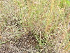 Bothriochloa decipiens