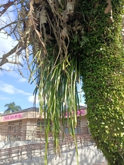 Haplopteris flexuosa