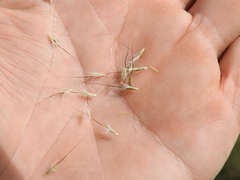 Bothriochloa decipiens