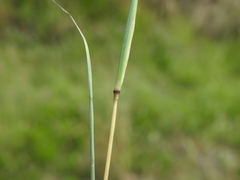 Bothriochloa decipiens
