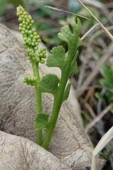 Botrychium crenulatum