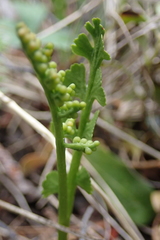 Botrychium crenulatum