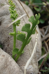 Botrychium crenulatum