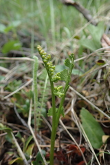 Botrychium crenulatum