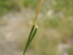 Bothriochloa decipiens