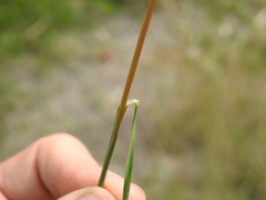 Bothriochloa decipiens