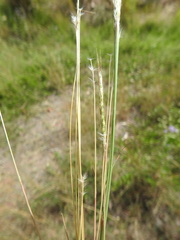 Bothriochloa decipiens