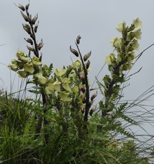 Pedicularis scullyana