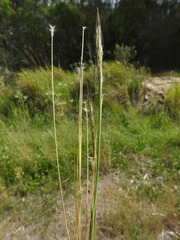 Bothriochloa decipiens