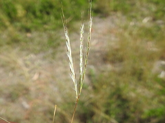 Bothriochloa decipiens