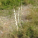 Pitted Blue Grass - Photo (c) Scott W. Gavins, some rights reserved (CC BY-NC), uploaded by Scott W. Gavins