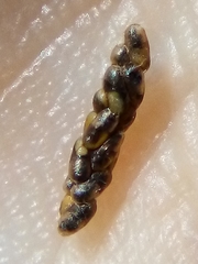 Platygaster robiniae