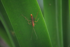 Netelia producta