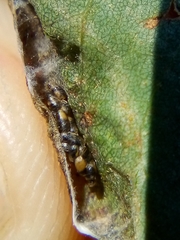 Platygaster robiniae