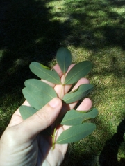 Platygaster robiniae