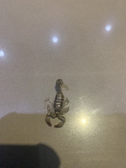 Bothriurus coriaceus