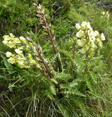 Pedicularis scullyana