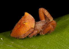 Kapogea cyrtophoroides