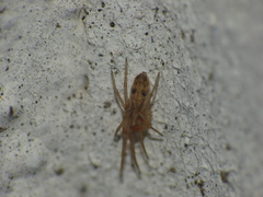 Araneae
