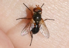 Euclytia flava