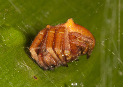 Kapogea cyrtophoroides