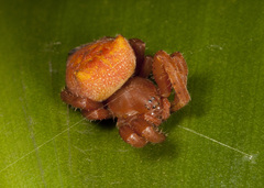 Kapogea cyrtophoroides