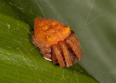 Kapogea cyrtophoroides