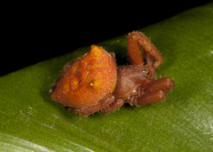 Kapogea cyrtophoroides