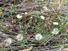 Vittadinia australis