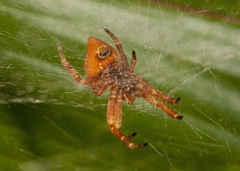 Kapogea cyrtophoroides