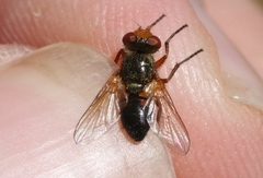 Euclytia flava