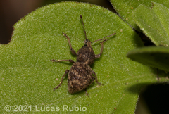Hyphantus argentinensis