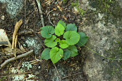 Viola selkirkii