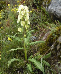 Pedicularis scullyana
