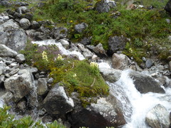 Pedicularis scullyana